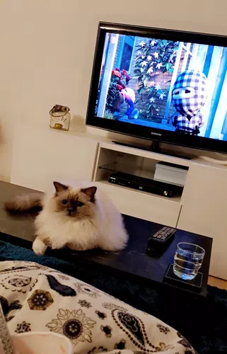 Cat and movie