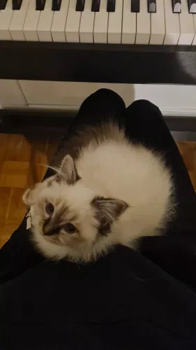 Electric piano and kitten