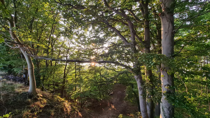 Isefjorden forest