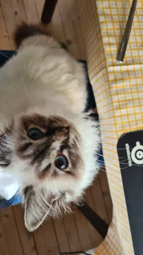 Cat, Zoe