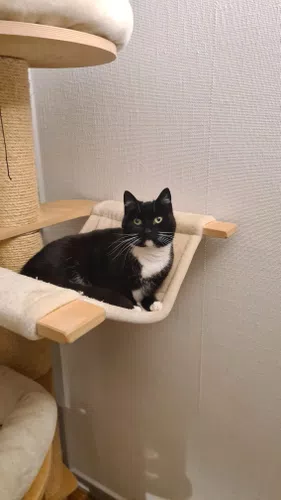 Cat, Hunsen